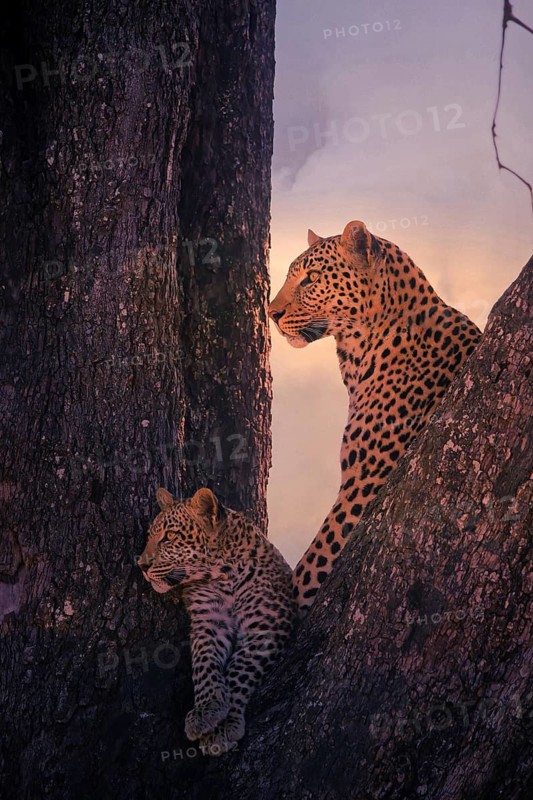 Leopard, with young, 6 months, old, Panthera pardus, Botswana, Botswana, Botswana