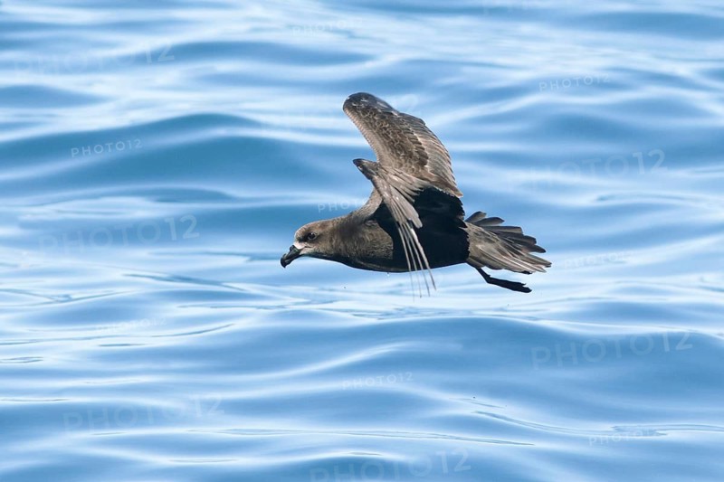 Grey-faced Petrel (Pterodroma gouldi) flying, Victoria, Australia