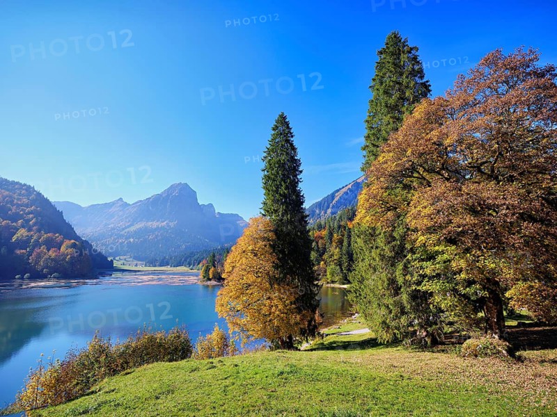 Autumn-coloured sycamore maple (Acer pseudo plantanus), at Obersee, Näfels, Canton Glarus, Switzerland