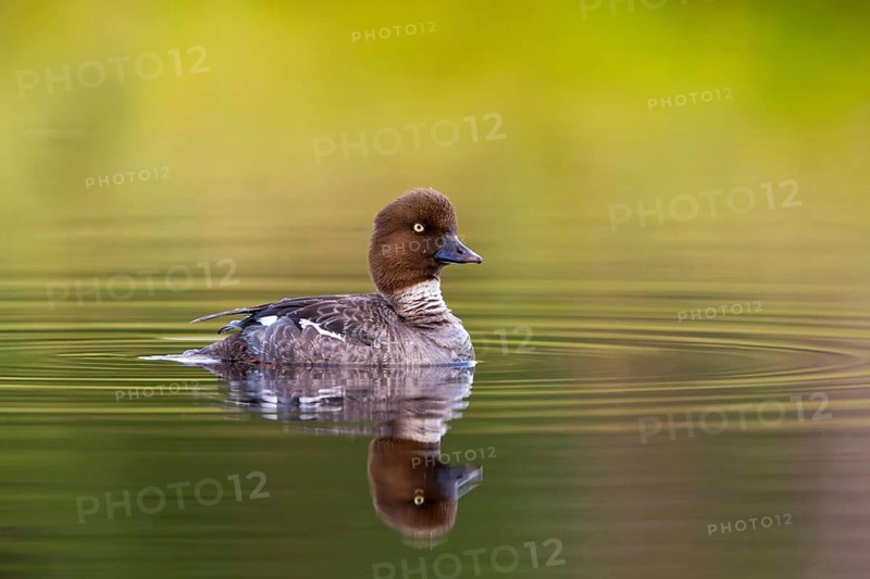 Common goldeneye, animals, birds, ducks, duck family, (Bucephala clangula), swims in water, Lentiira, Lentiira / Kuhmo, Finland