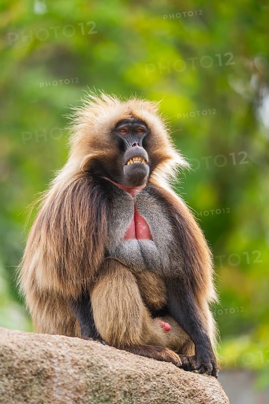 Gelada (Theropithecus gelada) male sitting on a rock, captive, Germany