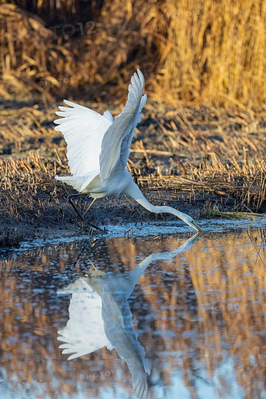 Great White Egret (Egretta alba) Germany