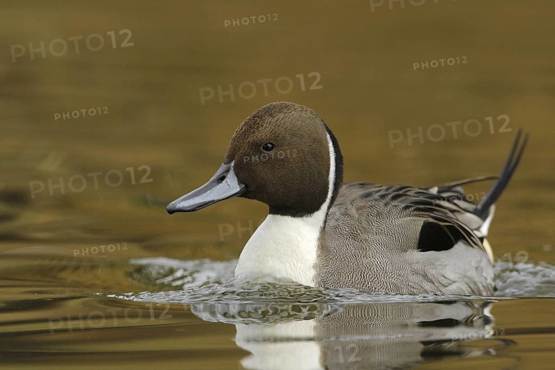 Northern Pintail (Anas acuta) male, Arizona, USA