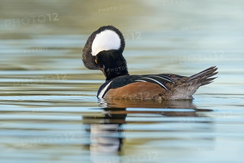 Hooded Merganser (Lophodytes cucullatus) male, Arizona, USA