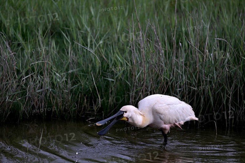 Spoonbill (Platalea leucorodia) looking for food in shallow water with drops of water in its open beak. Texel, North Holland, Netherlands