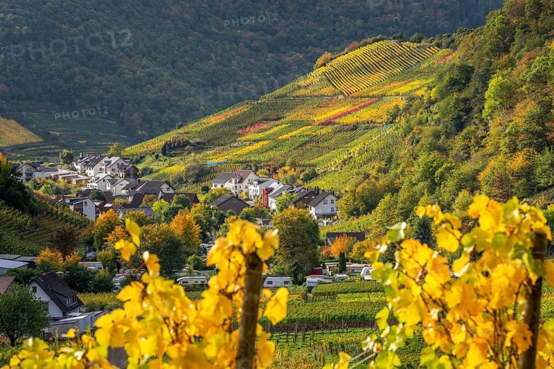 Vineyards in autumn in the central Ahr valley, near Mayschoß, Rhineland-Palatinate