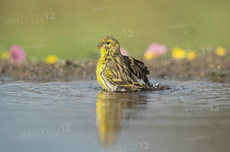 European Serin (Serinus serinus) male bathing, Aosta Valley, Italy