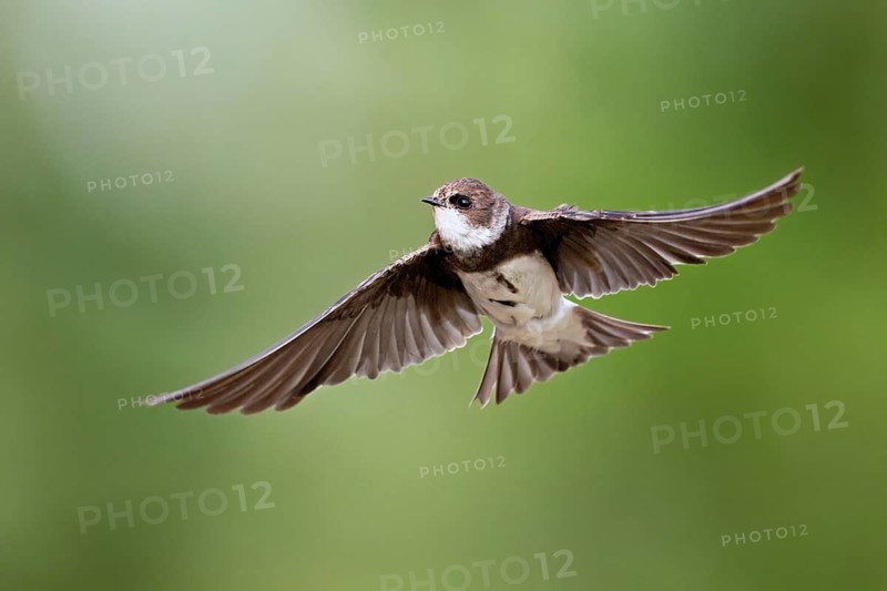 Sand martin (Riparia riparia), in flight, Reussegg nature reserve, Canton Aargau, Switzerland