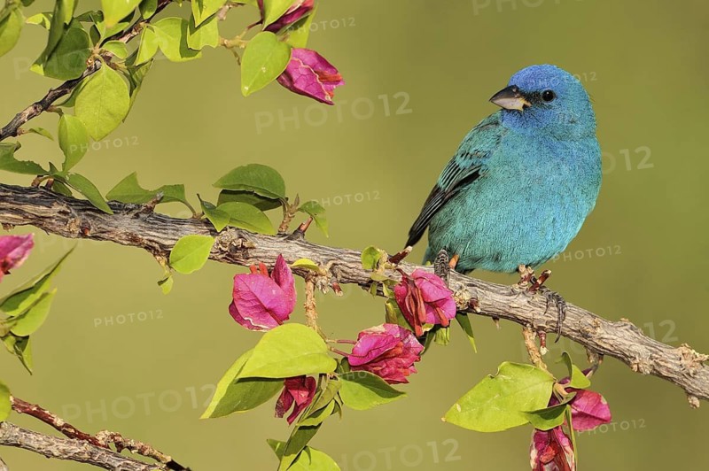 Indigo Bunting (Passerina cyanea) male, Texas, USA