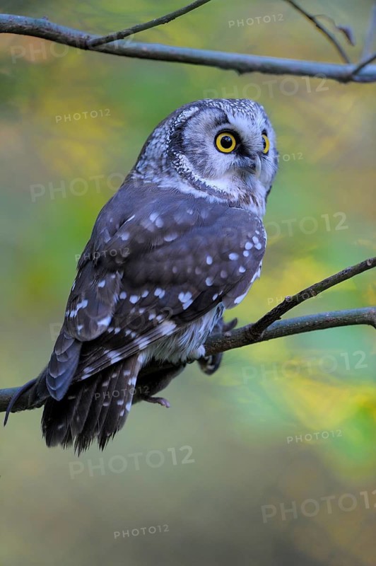 Rauhfusskauz (Aegolius funereus), Boreal owl, adultes Tier, mit einer Maus, Fuetterung, Oktober, captive, Nationalpark Bayerischer Wald, Bayern, Deutschland