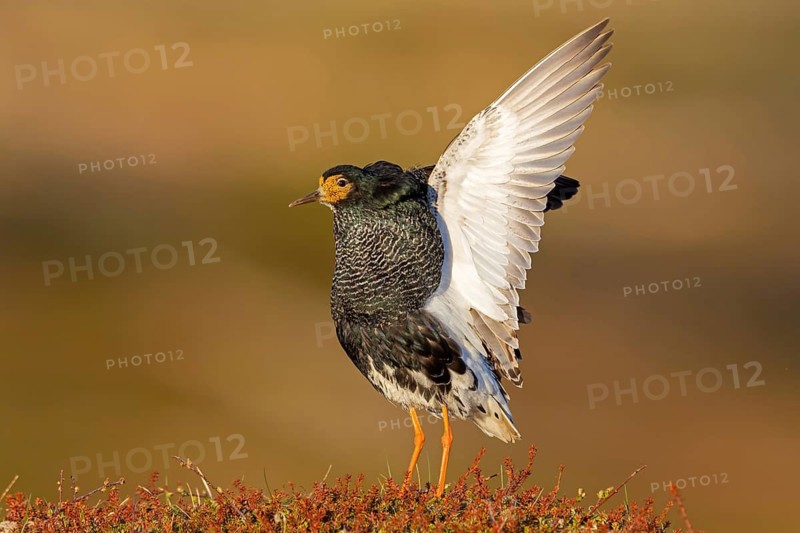 Ruff, (Philomachus pugnax), animals, birds, plumage during mating season, snipe bird, courtship, male, mating behaviour, mating season, Varanger, Finnmark, Norway