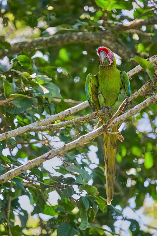 Great green macaw (Ara ambiguus) Costa Rica