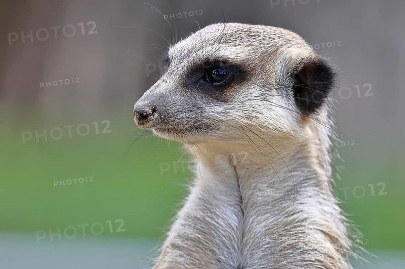 Meerkat (Suricata suricatta) animal portrait, captive, Hesse Germany