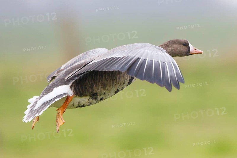 Greater White-fronted Goose (Anser albifrons) flying, North Rhine-Westphalia, Germany