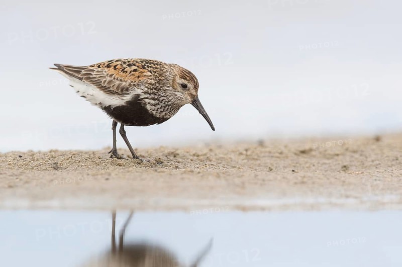 Dunlin (Calidris alpina) foraging, Mecklenburg-Western Pomerania, Germany