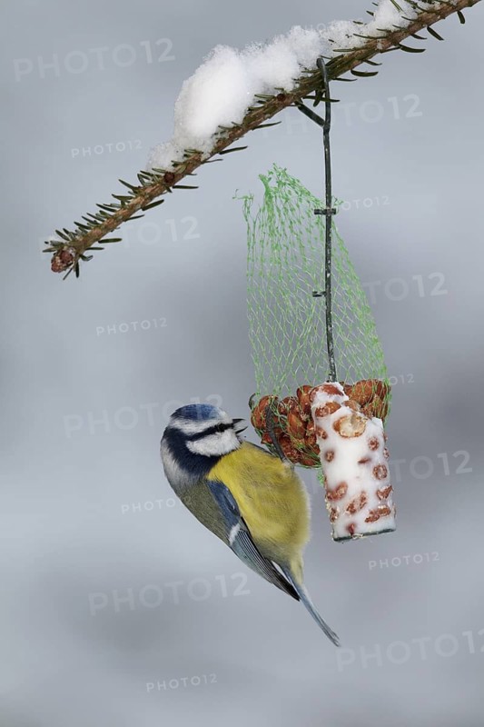 Eurasian Blue Tit (Cyanistes caeruleus), Mecklenburg-Western Pomerania, Germany
