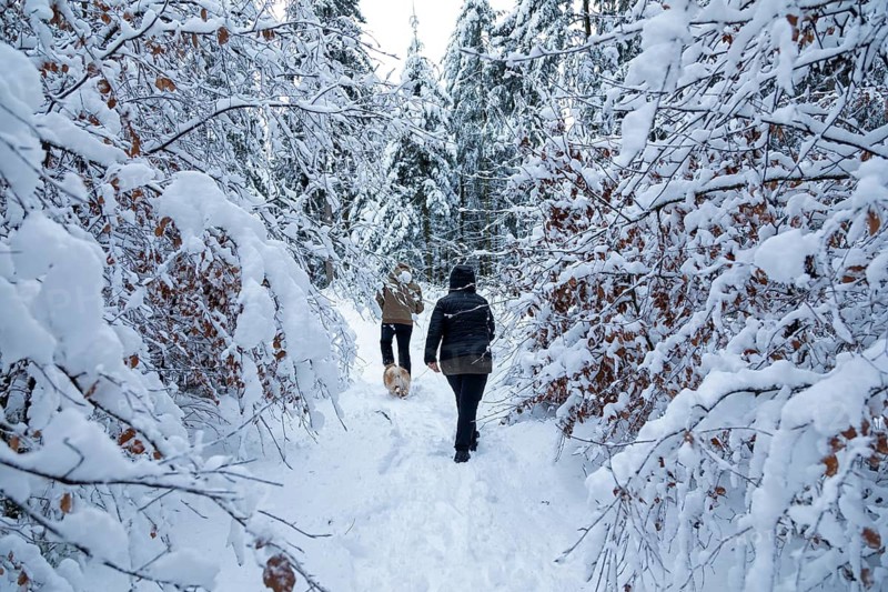 Two woman taking a walk with a dog through a snowy forest, winter, snow, Sieversen, Samtgemeinde Rosengarten, Lower Saxony, Germany