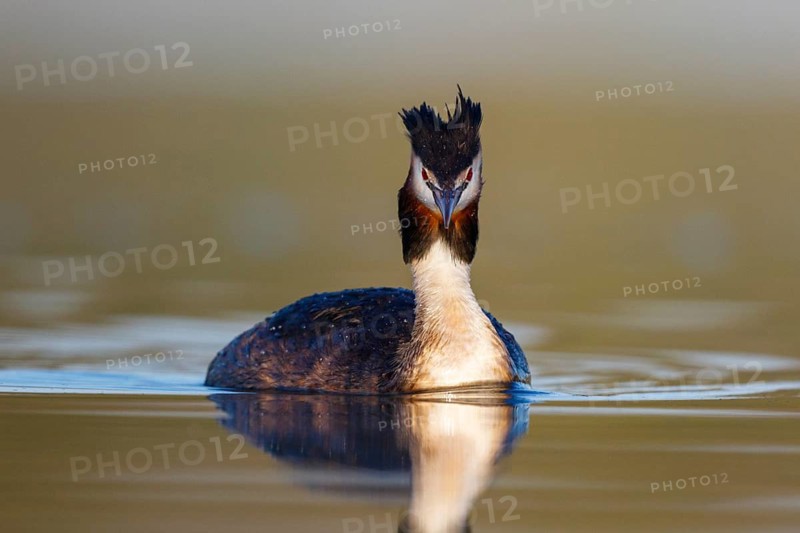 Great Crested Grebe (Podiceps cristatus), North Rhine-Westphalia, Germany