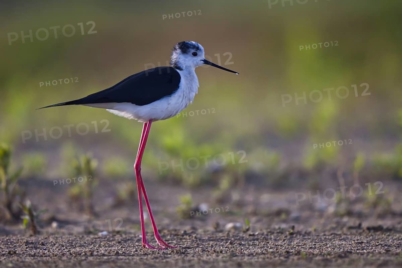 Black-winged Stilt (Himantopus himantopus) male foraging, North Rhine-Westphalia, Germany