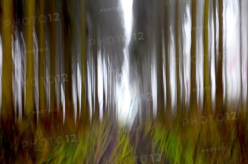 Traumatic path in a forest