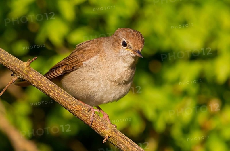 Nightingale, (Luscinia megarhynchos), animals, bird, songbird, family of passerines, classification as thrush and flycatcher, Nahe valley, Bad Kreuznach district, Rhineland-Palatinate, Federal Republic of Germany