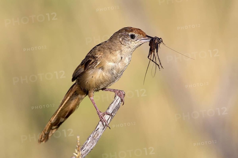 Spinifexbird (Megalurus carteri) with insect prey, Western Australia, Australia