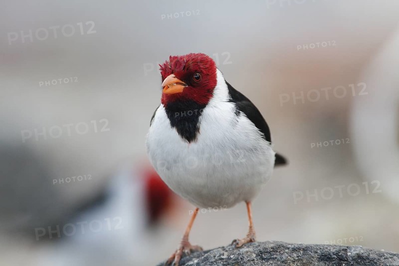 Yellow-billed Cardinal (Paroaria capitata), Buenos Aires, Brazil
