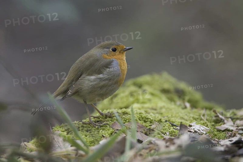 European Robin (Erithacus rubecula), Hesse, Germany