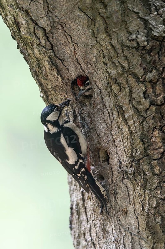 Great spotted woodpecker (Dendrocopos major) at the cave with young, Emsland, Lower Saxony, Germany