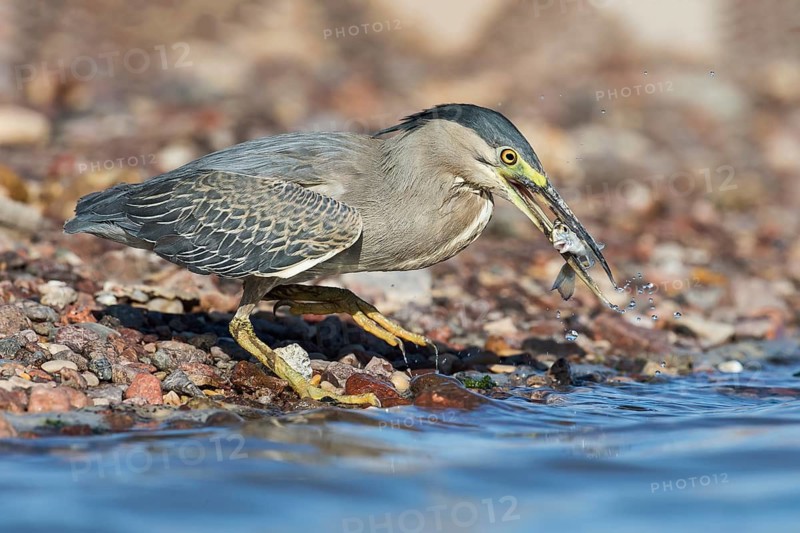 Striated Heron (Butorides striata) with fish prey in its beak, Eilat, Israel