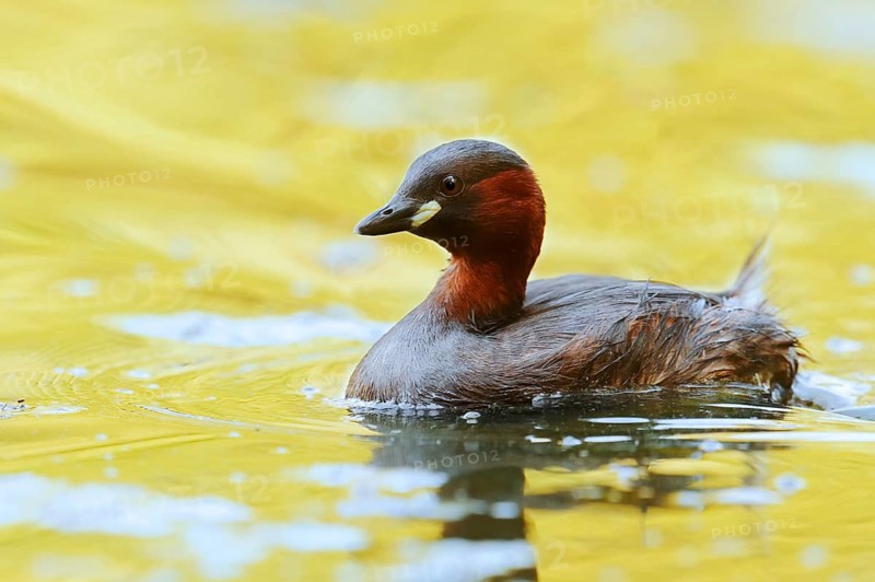 Little grebe (Tachybaptus ruficollis), North Rhine-Westphalia, Germany