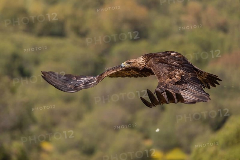 Golden eagle (Aquila chrysaetos), in flight, Andalusia, Spain