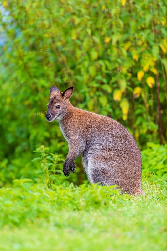 Red-necked wallaby or Bennett's wallaby (Macropus rufogriseus) sits on a green meadow with dense green vegetation in the background