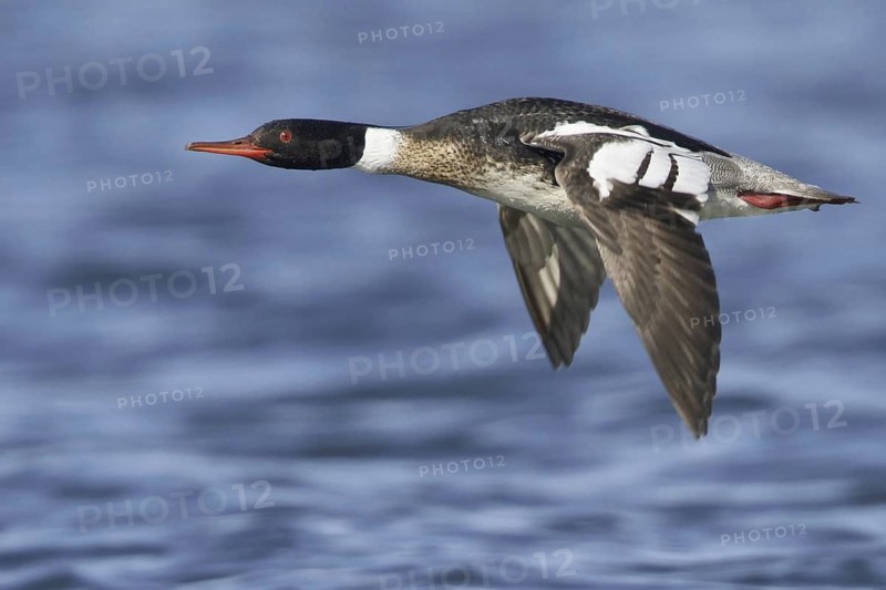 Red-breasted Merganser (Mergus serrator) male flying, Manitoba, Canada