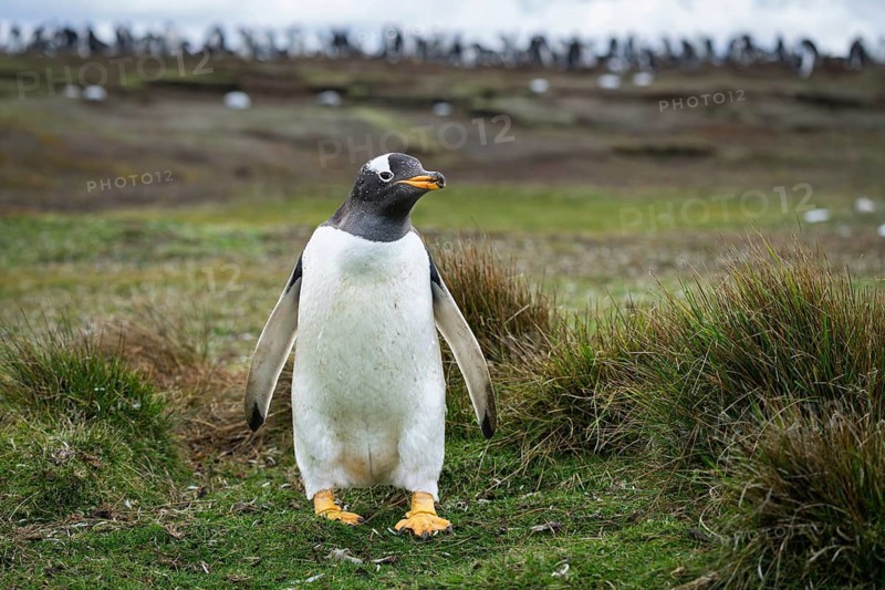 Gentoo penguin (Pygoscelis papua) standing between tufts of grass, colony in the background, Volunteer Point, East Falkland, Falkland Islands