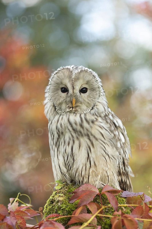 Ural Owl (Strix uralensis) captive, Germany