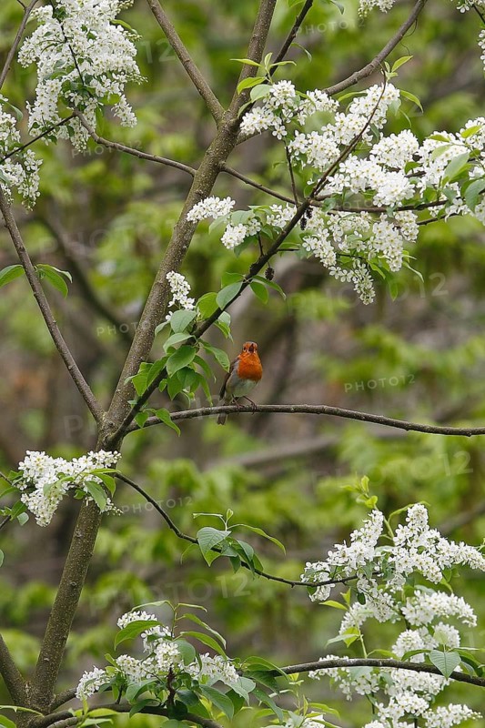 Robin (Erithacus rubecula) sitting on a branch of a common European Bird Cherry (Prunus padus) and singing, North Rhine-Westphalia, Germany