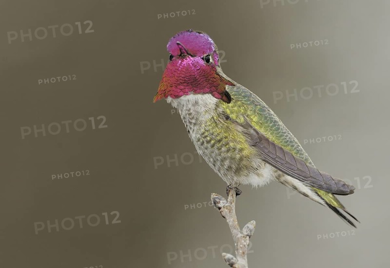 Anna's Hummingbird (Calypte anna), British Columbia, Canada