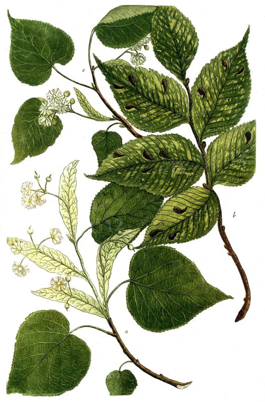 Botany, plants, a. Tilia foemina major, linden, b. Tilia mas, c. Tilia folio minore, small-leaved linden