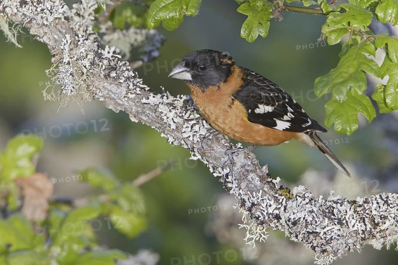 Black-headed Grosbeak (Pheucticus melanocephalus) male, British Columbia, Canada