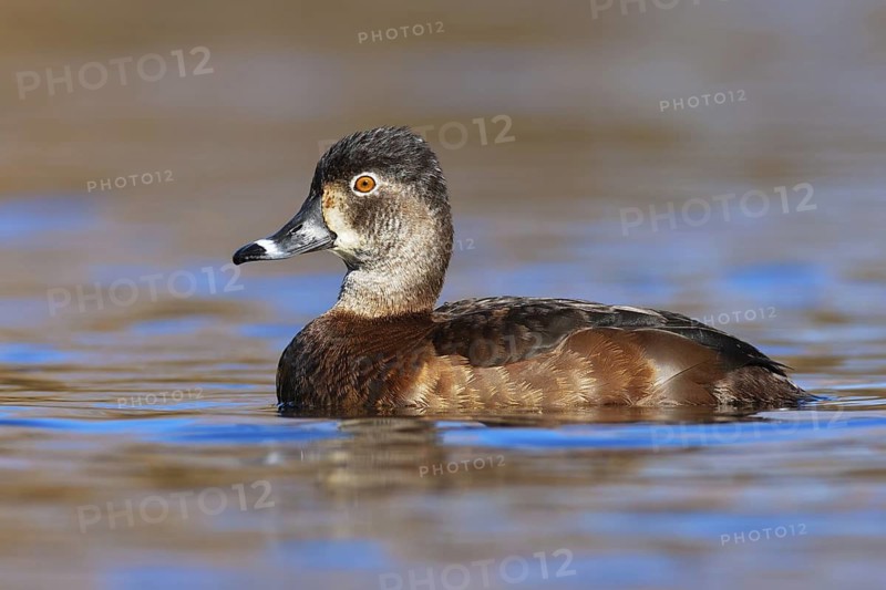 Ring-necked Duck (Aythya collaris) female, British Columbia, Canada