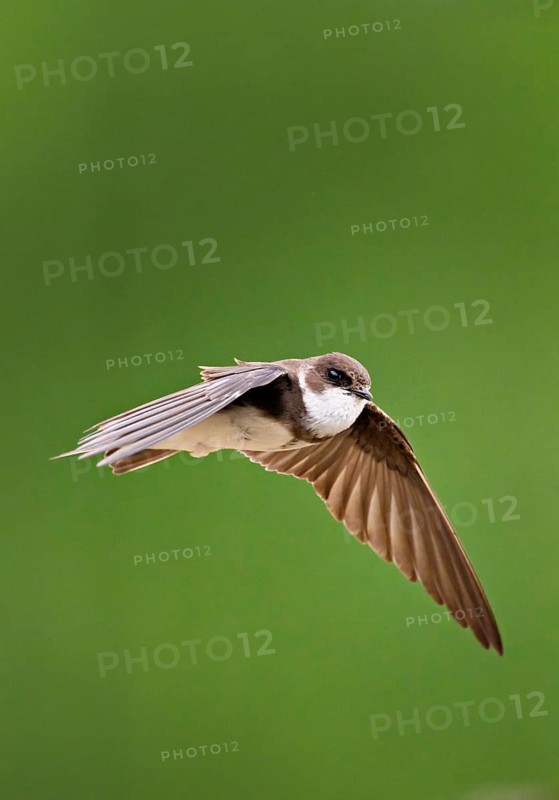 Sand martin (Riparia riparia), in flight, Reussegg nature reserve, Canton Aargau, Switzerland
