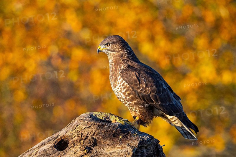 Common Buzzard (Buteo buteo) Germany