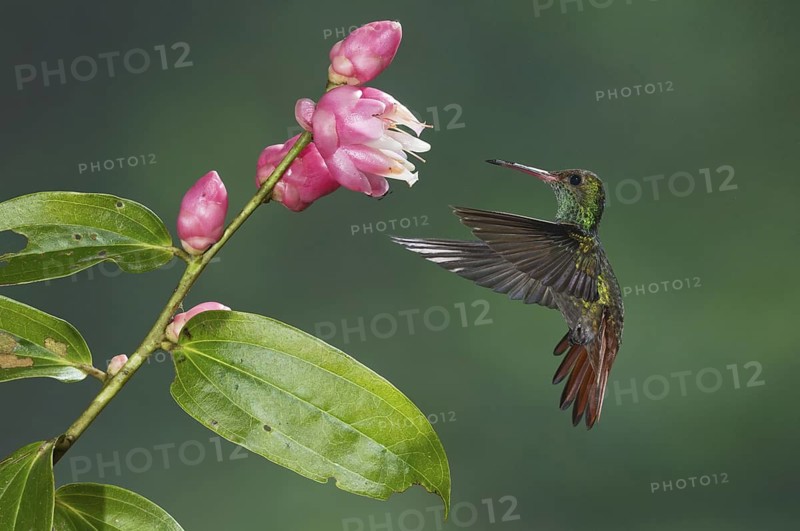 Rufous-tailed Hummingbird (Amazilia tzacatl), Costa Rica