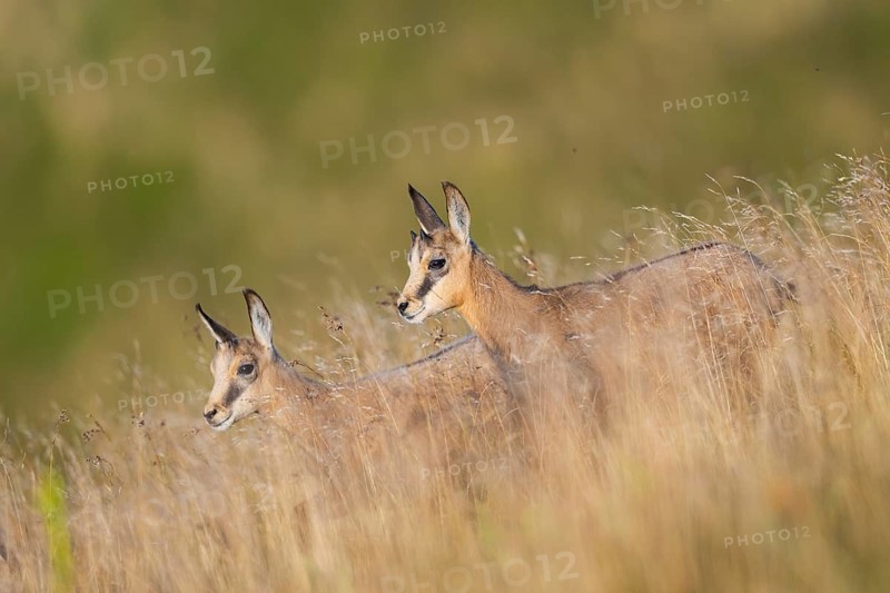 Chamois (Rupicapra rupicapra) youngster on a meadow in the Vosges Mountains, wildlife, France