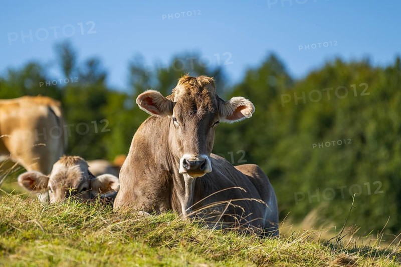 Cattle (Bos taurus) lying on a meadow in the Vosges Mountains, wildlife, France