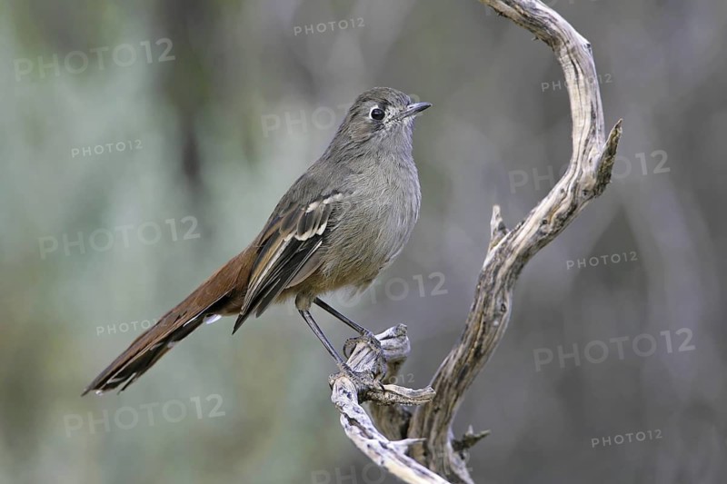 Southern Scrub Robin (Drymodes brunneopygia), South Australia, Australia