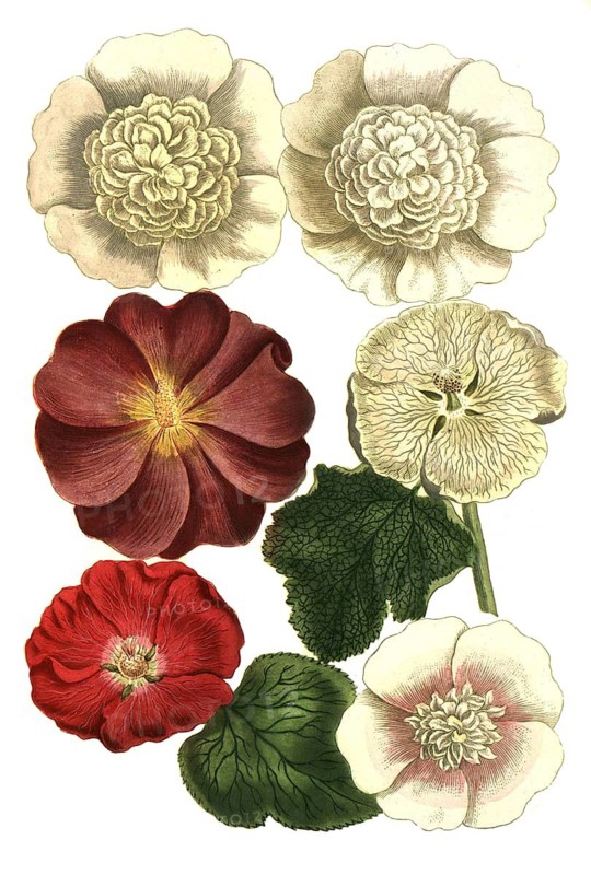 Botany, plants, Malva rosea
