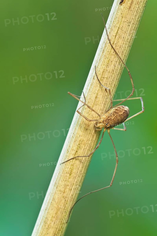 Schwarzaugenkanker weiblich, Rilaena triangularis feminam Harvestmen female, Rilaena triangularis feminam