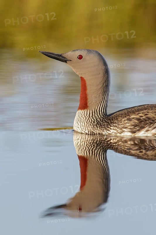 Red-throated Loon (Gavia stellata) in a pond near Nome, Alaska